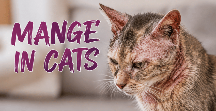 Before Anything Else The Mange in Cats Mistake That Kills Cats