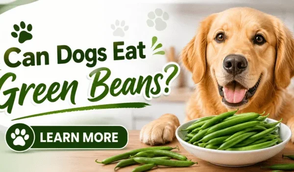 Can Dogs Eat Green Beans? What Dog Owners Need To Know About Safe Portions, Nutrient Loss, Canned Beans, And Weight Management