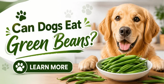 Can Dogs Eat Green Beans? What Dog Owners Need To Know About Safe Portions, Nutrient Loss, Canned Beans, And Weight Management