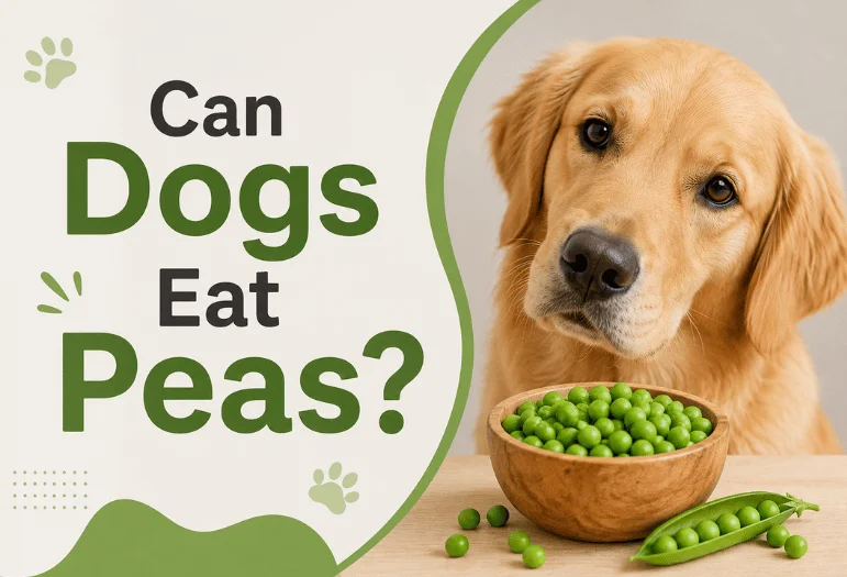 Can Dogs Eat Peas? A Complete Guide to 6 Pea Types, Safety, Health Benefits, and Feeding Tips for 2026