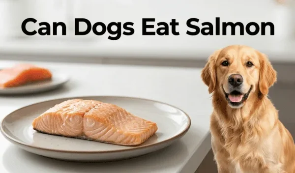 Can Dogs Eat Salmon? A Complete Guide To Safe Cooked Fish, Dangerous Raw Salmon, Poisoning Symptoms, And Proper Portions