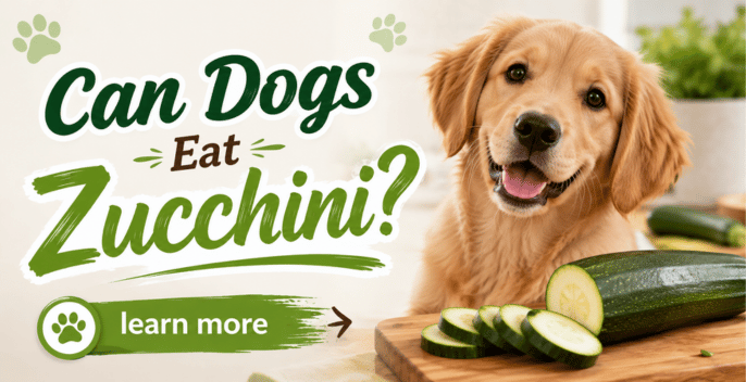 Can Dogs Eat Zucchini? The Complete 2026 Guide to Safe Portions, Health Benefits, Hidden Risks, and Vet-Approved Feeding Tips