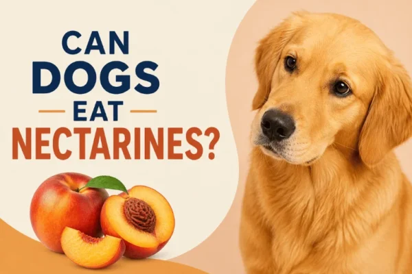 Can Dogs Eat Nectarines? The Complete Guide to Pit Risks, Safe Portions, and Healthy Feeding Tips