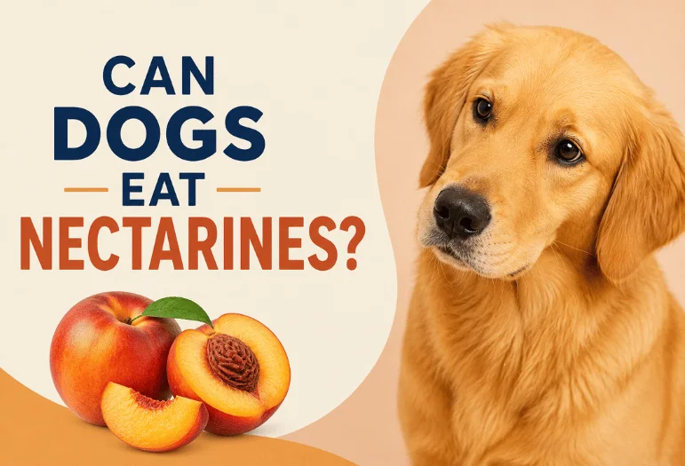 Can Dogs Eat Nectarines? The Complete Guide to Pit Risks, Safe Portions, and Healthy Feeding Tips