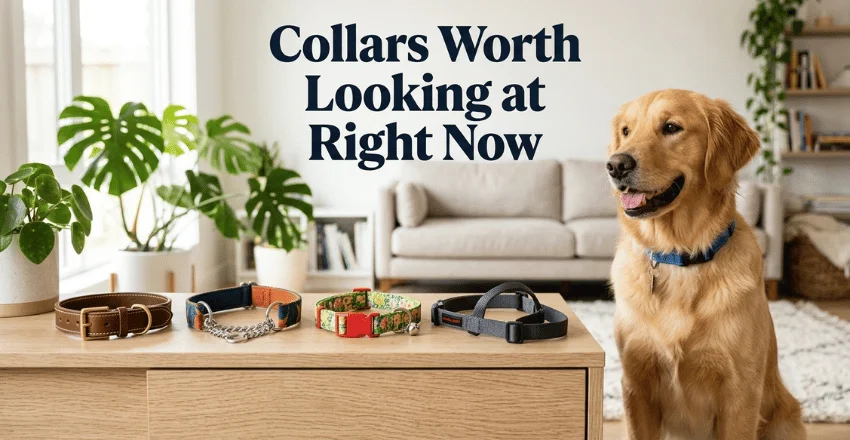 Collars worth looking at right now