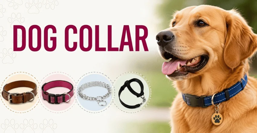 Dog Collar: Start With the Job, Not the Style