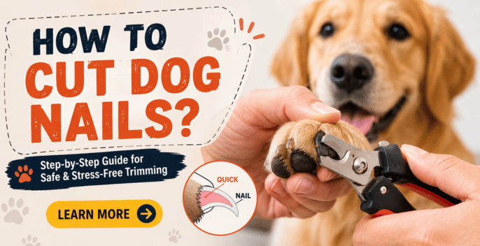 How to Cut Dog Nails Safely? The 7-Step Guide to Avoid the Quick, Stop Bleeding, and Keep Your Dog Calm