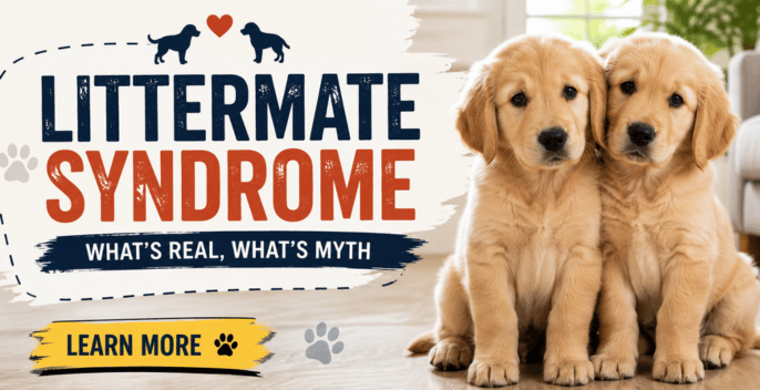 Littermate Syndrome (2026): What’s Real, What’s Myth, Early Warning Signs, and How to Raise Two Puppies the Right Way