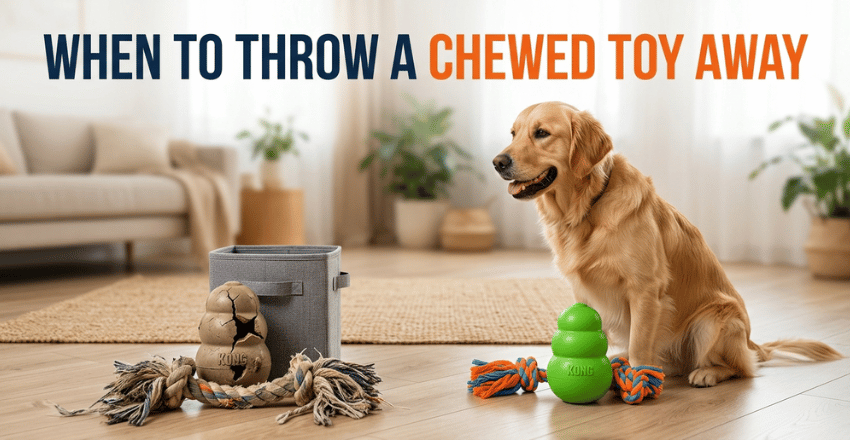 When to throw a chewed toy away