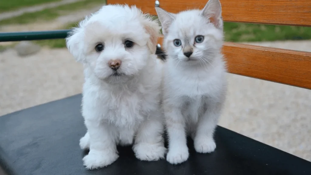 It’s Raining Cats and Dogs: A Complete Guide to Meaning, Origin, and the Truth Behind This Famous Idiom