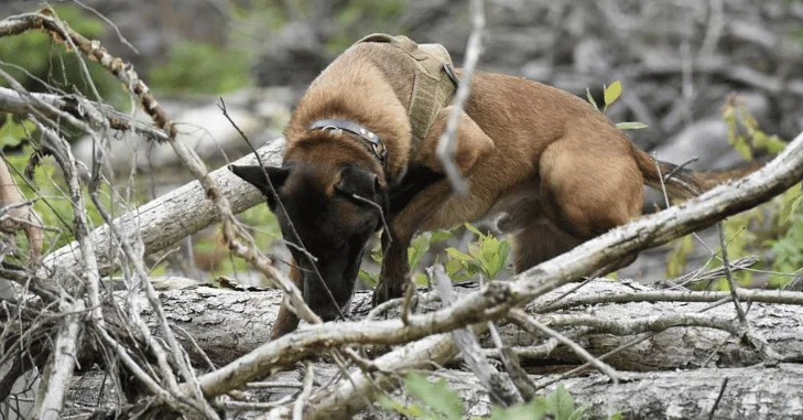 Human Remains Detection vs. Search-and-Rescue Dogs