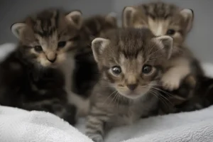 when do male cats start spraying